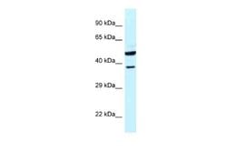 HOMER3 Rabbit anti-Human, Polyclonal, Novus Biologicals 0.1ml; Unconjugated:Antibodies,